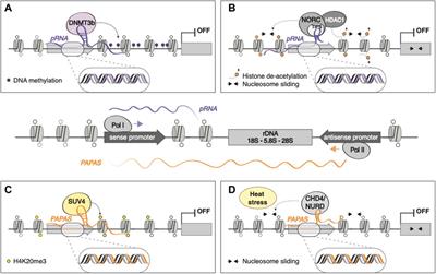 Behind the scenes: How RNA orchestrates the epigenetic regulation of gene expression